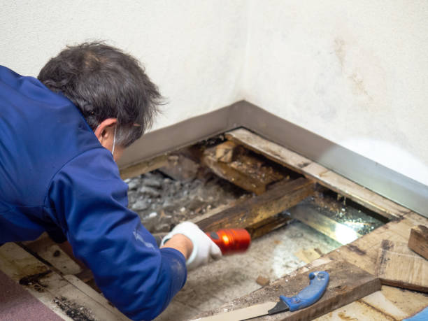 Best Fast Mold Removal  in St Croix Falls, WI