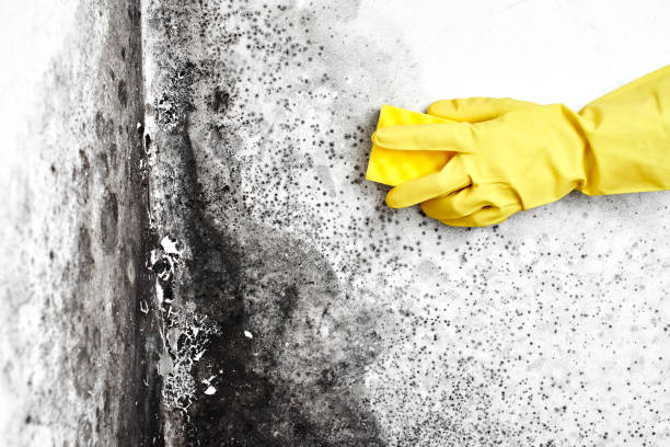 Best Attic Mold Removal  in St Croix Falls, WI