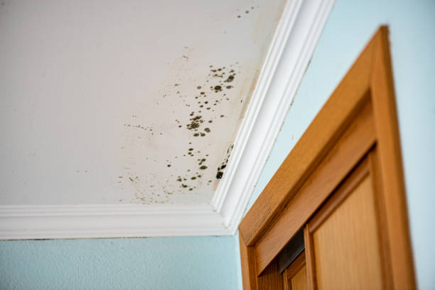Best Certified Mold Removal  in St Croix Falls, WI