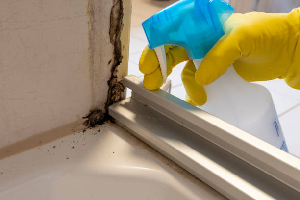 Best Emergency Mold Removal  in St Croix Falls, WI