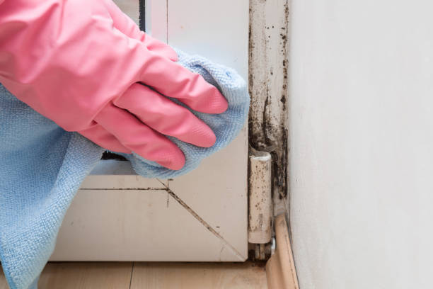 Best Office Mold Removal Services  in St Croix Falls, WI