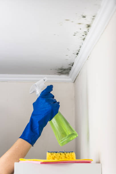 Best Local Mold Removal Service  in St Croix Falls, WI